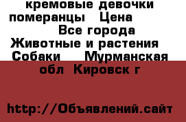 кремовые девочки померанцы › Цена ­ 30 000 - Все города Животные и растения » Собаки   . Мурманская обл.,Кировск г.